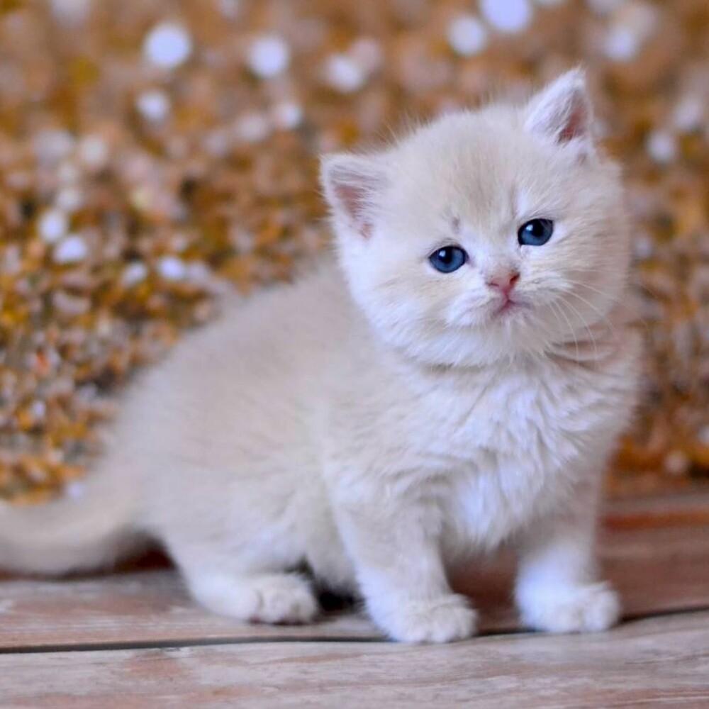 British Short Hair Kitten - 1