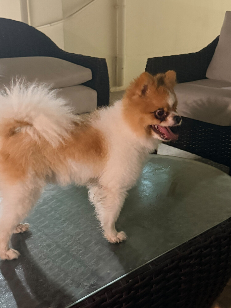 Pomeranian  - 3
