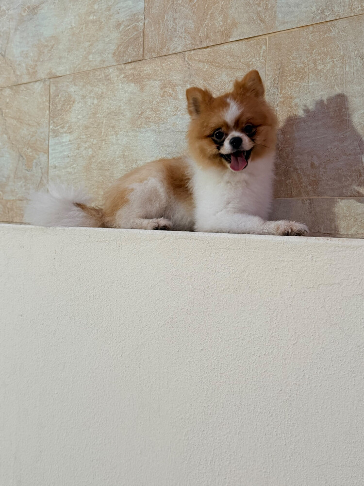 Pomeranian  - 2