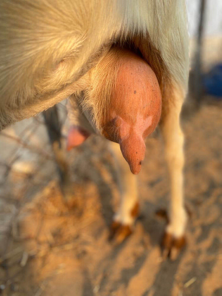مشروكه حليب - 4