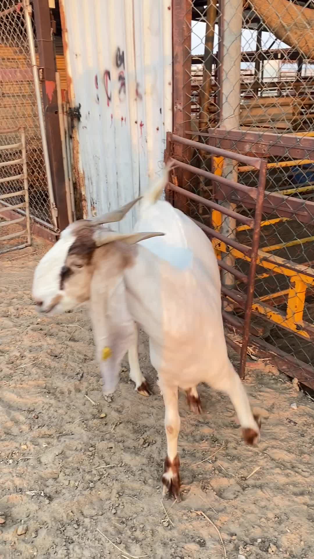 مشروكه حليب - 6