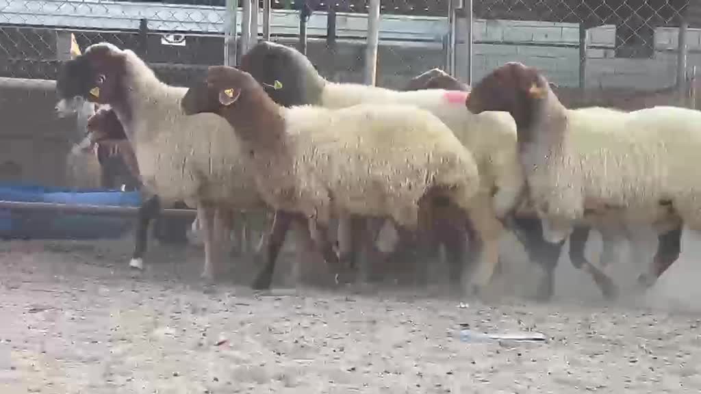 للبيع شويهات ورخال سوريه دبس طيب - 4