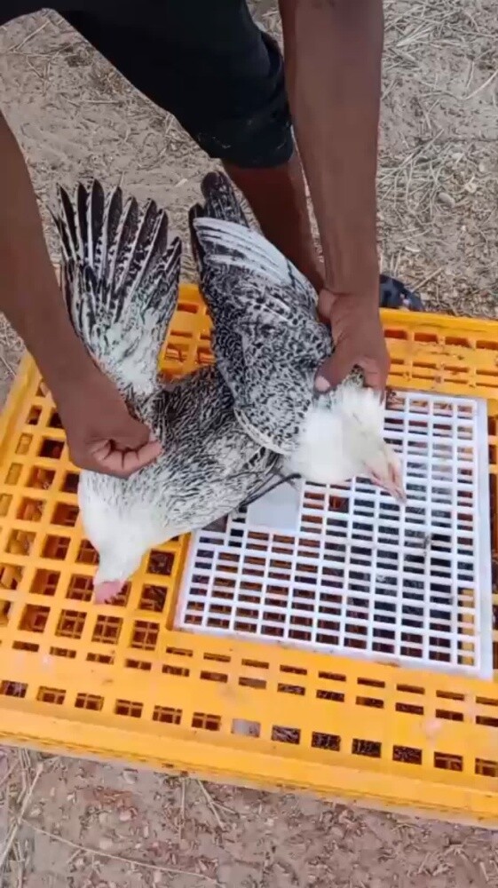 دجاج فيومي بياض - 1