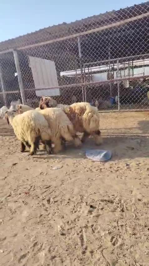 للبيع طليان سوريا طيبه ماشاء الله - 1