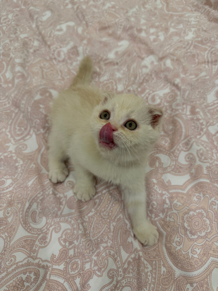 Scottish Fold kittens for sale - 12