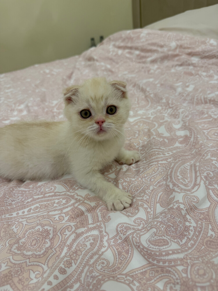 Scottish Fold kittens for sale - 14