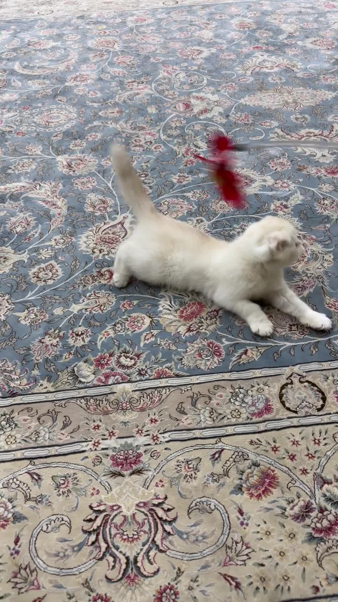 Scottish Fold kittens for sale - 16