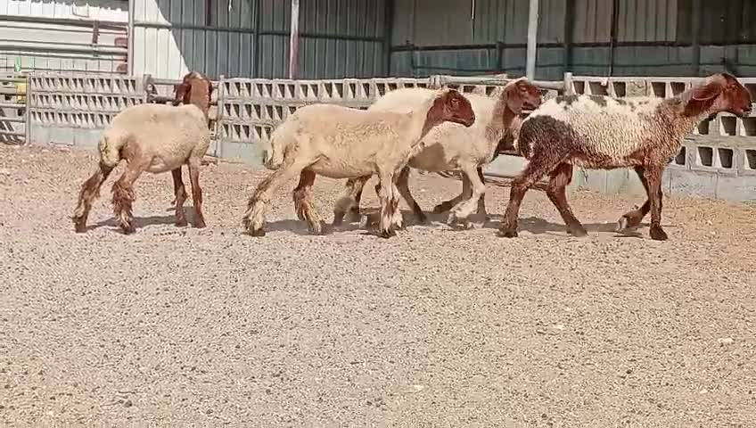 للبيع رخال طيبه مقنوي - 1