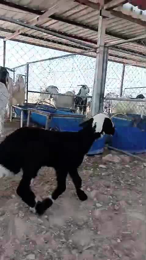 للبيع دواغير - 1
