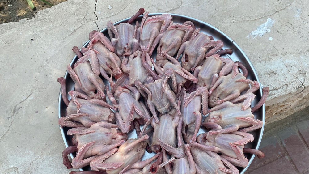 زغاليل زاجل - 4