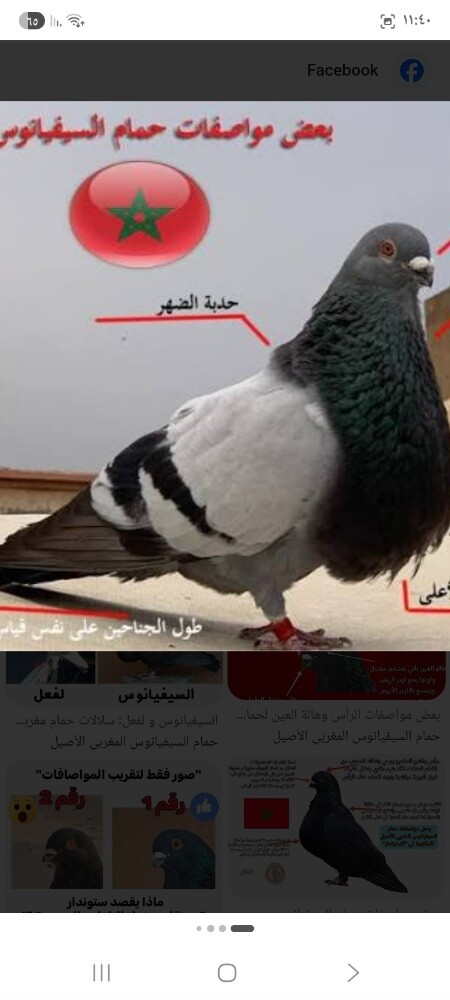 حمام السيفيانوس - 1