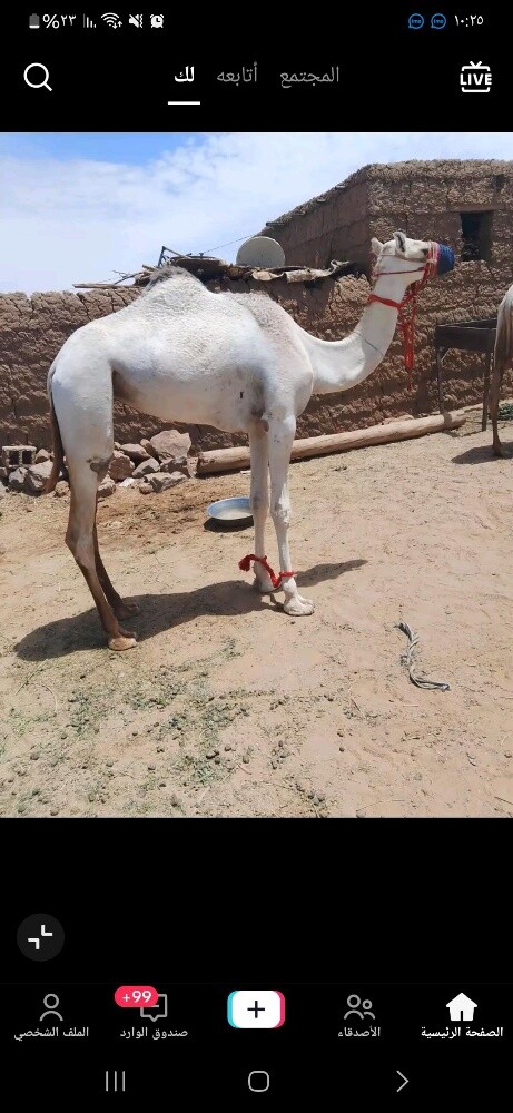 للبييييع بكار طيبات - 1