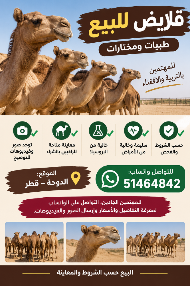 قلايص للبيييع - 1