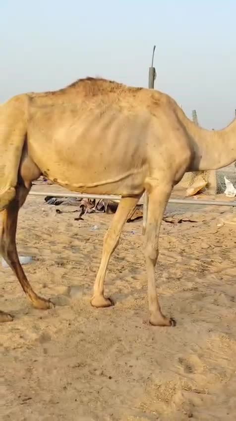 للبيييع - 1