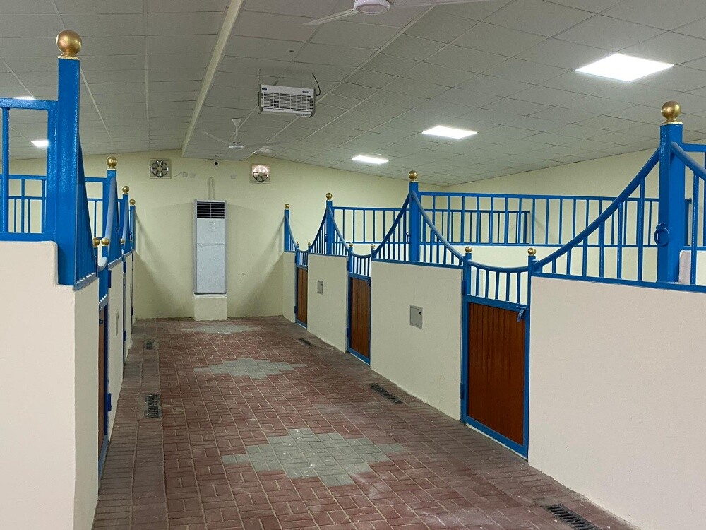 خيول - 11