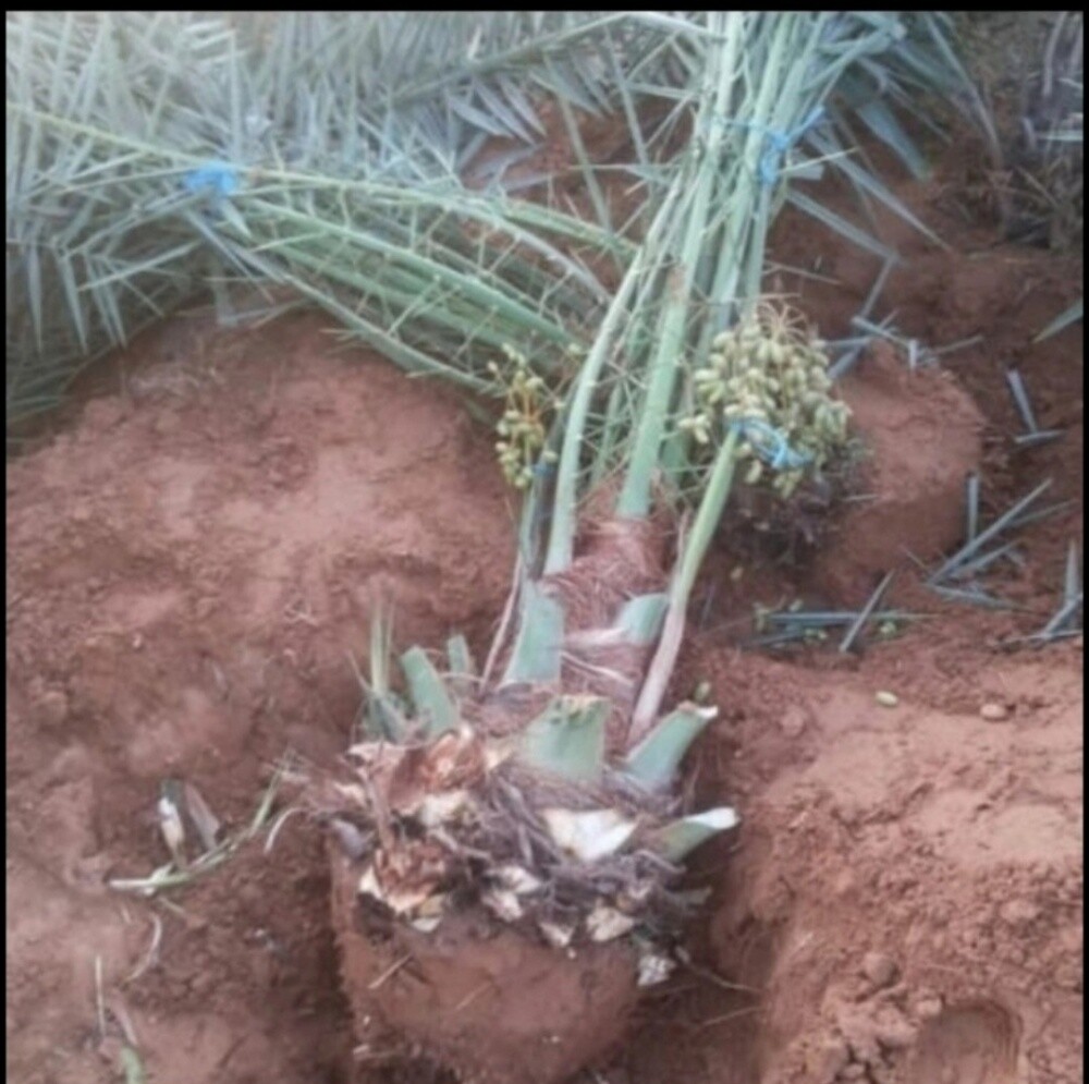 بیع فسايل - 2
