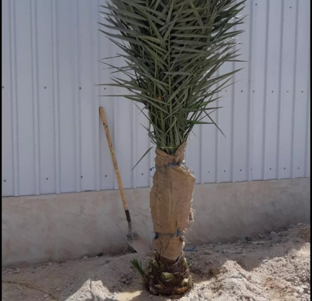 بیع فسايل - 1