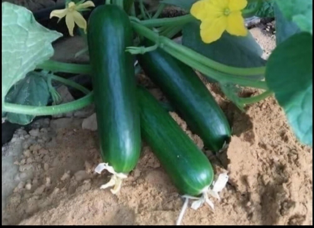 جميع زراعه الخضار - 2