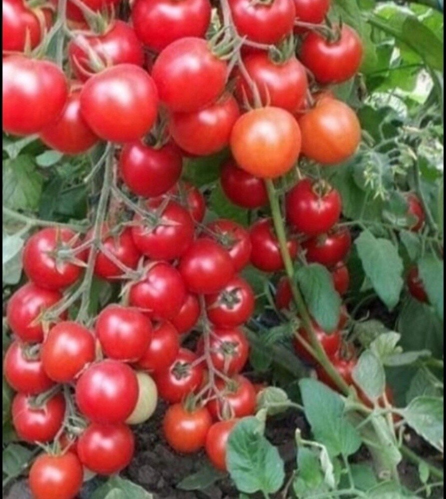 جميع زراعه الخضار - 1
