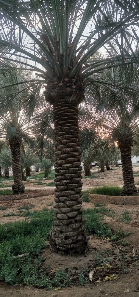 مهندس ابوعبدالله - 2
