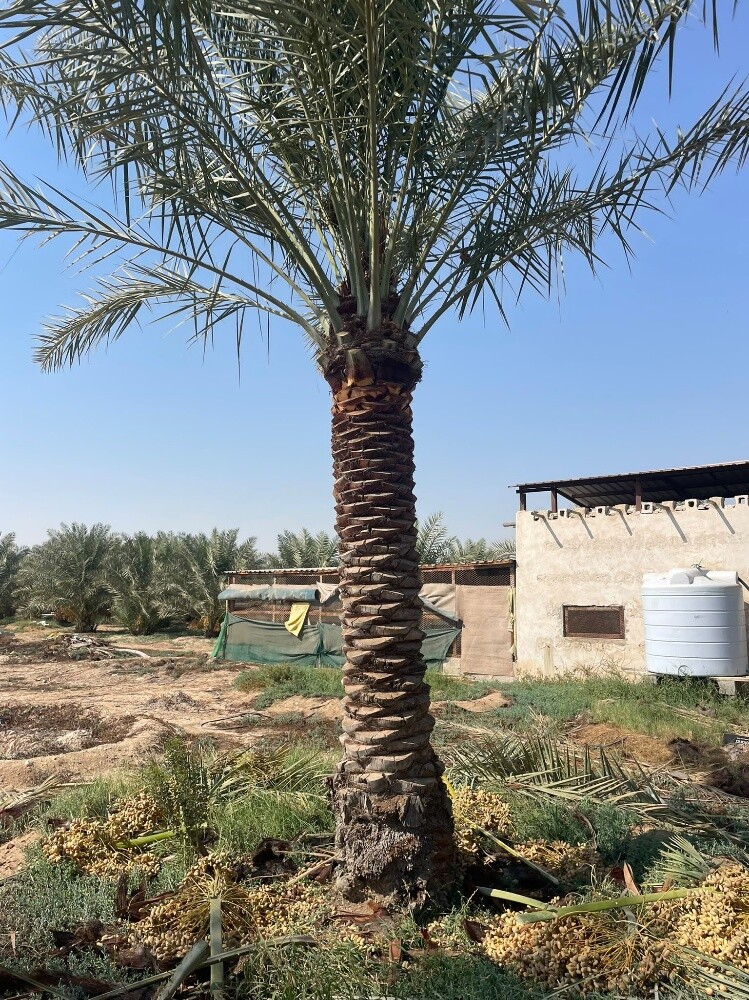 مهندس ابوعبدالله - 5