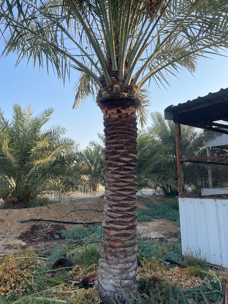 مهندس ابوعبدالله - 4