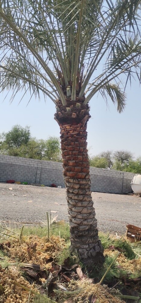 مهندس ابوعبدالله - 6