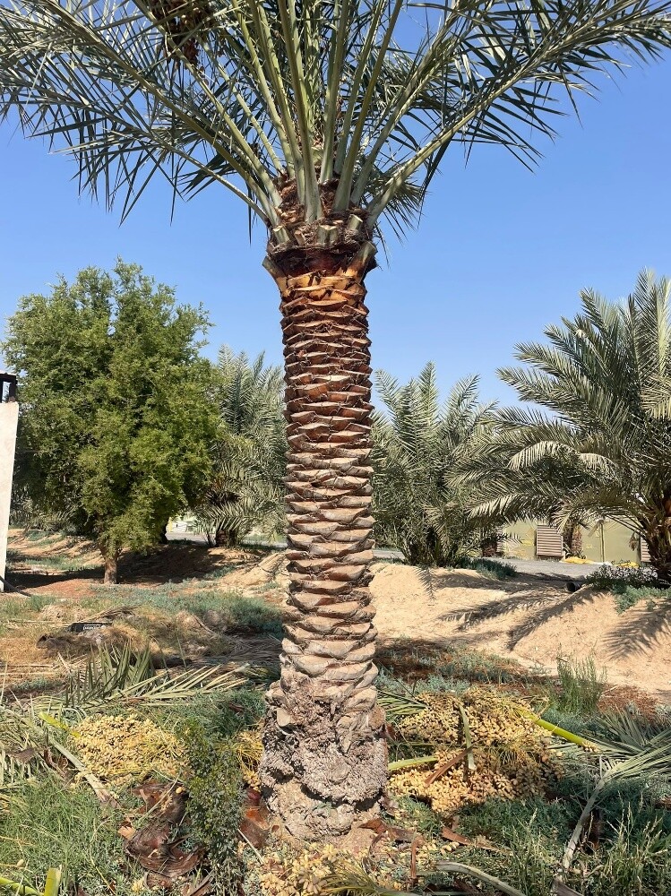 مهندس ابوعبدالله - 3