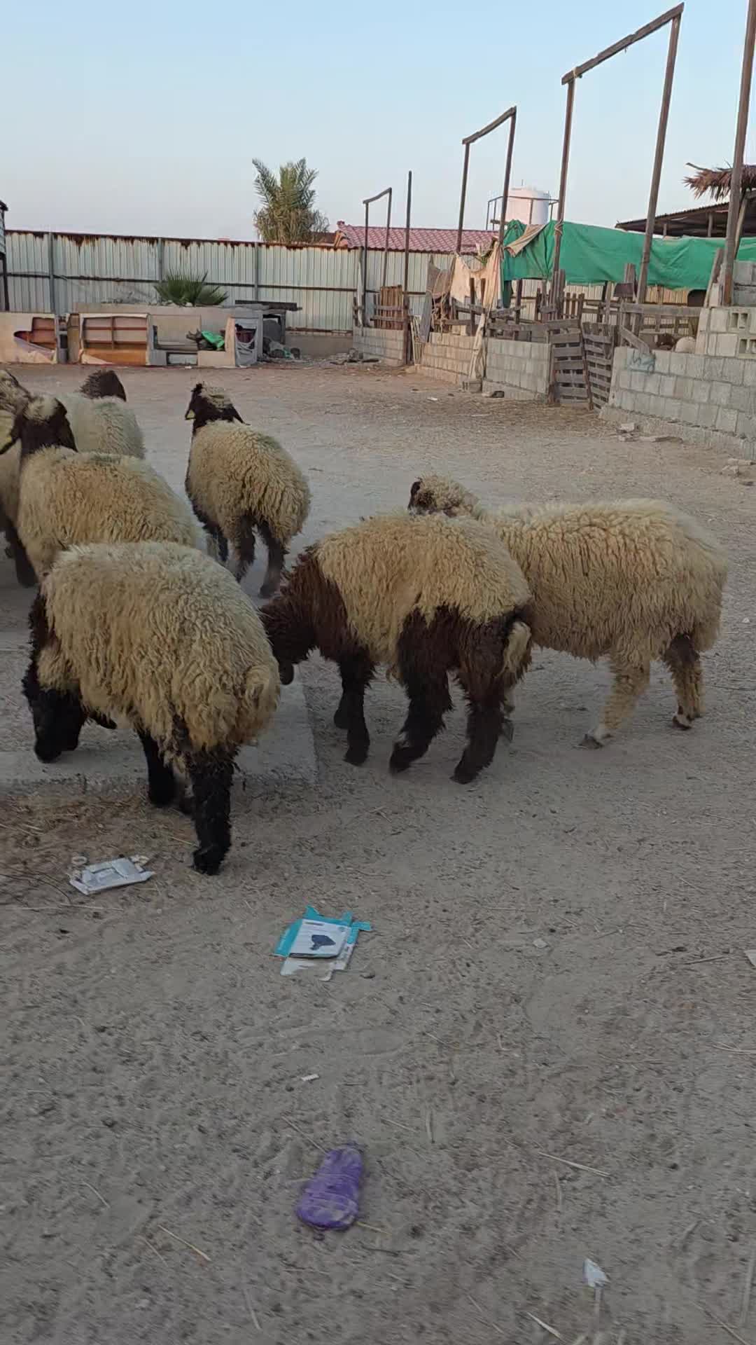 رخال سوريه طيبه - 1
