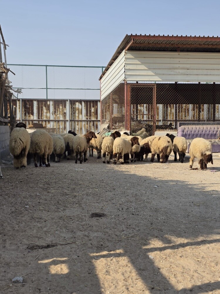 رخال سوريه طيبه - 3