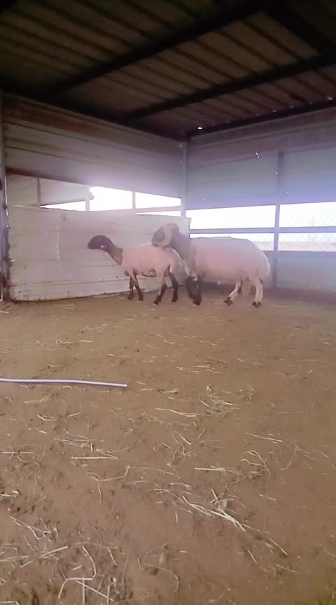 فحل سوري 2 - 1