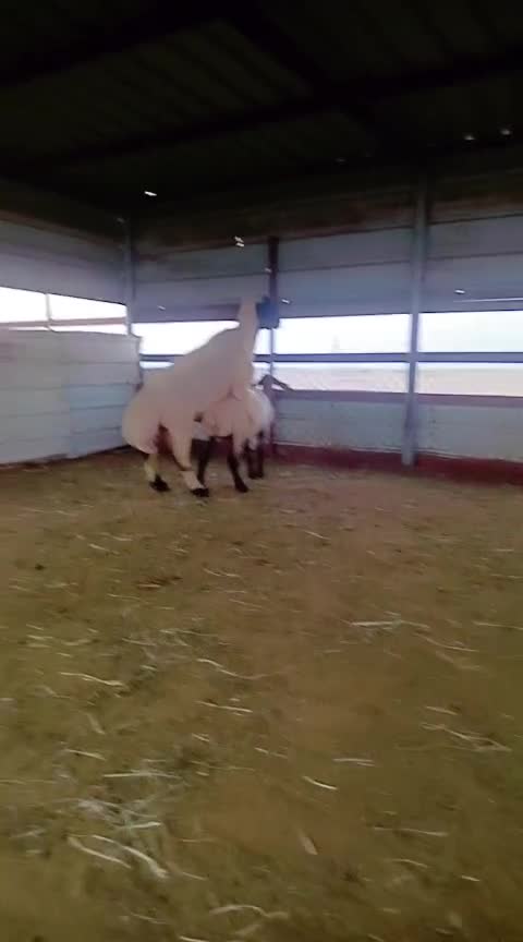 فحل سوري اجم 3.. - 2