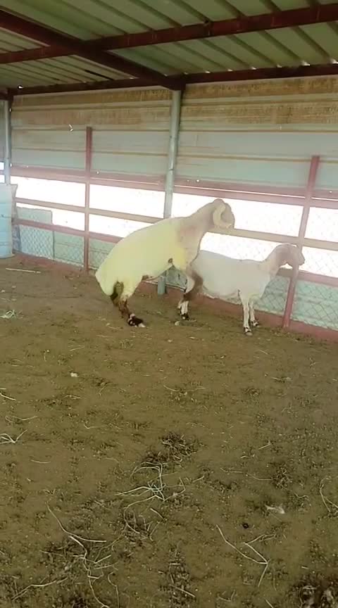 فحل صنف 4.. - 2