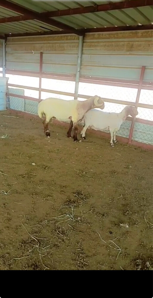 فحل صنف 4.. - 1