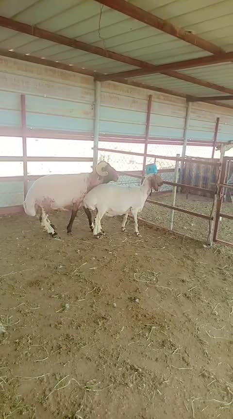 فحل صنف 5.. - 2