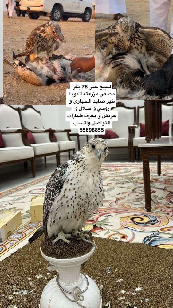 جير 78 بكر - 1
