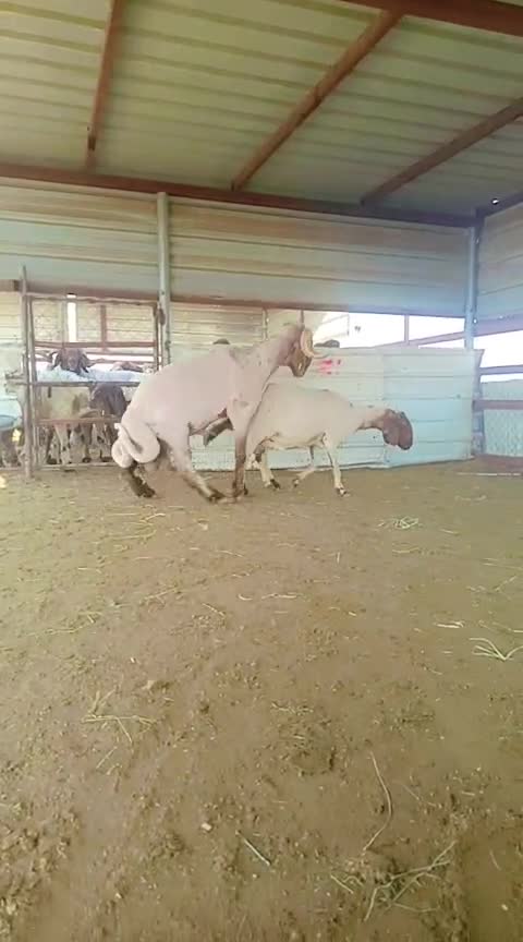 فحل صنف 9 ، - 2