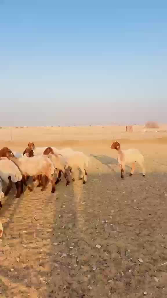 غنم مراح دفيع  - 1