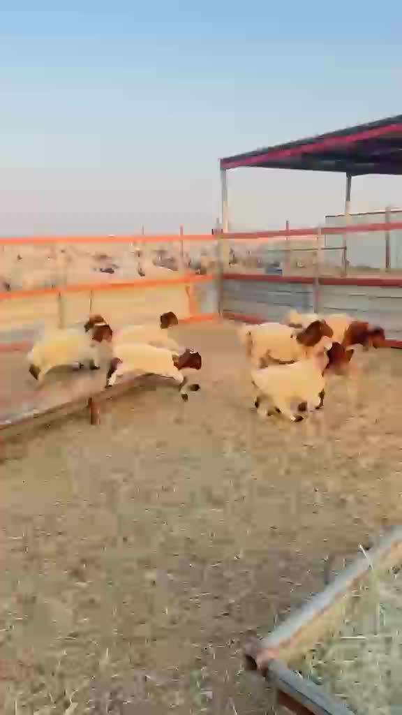 رغايث طيبه - 1