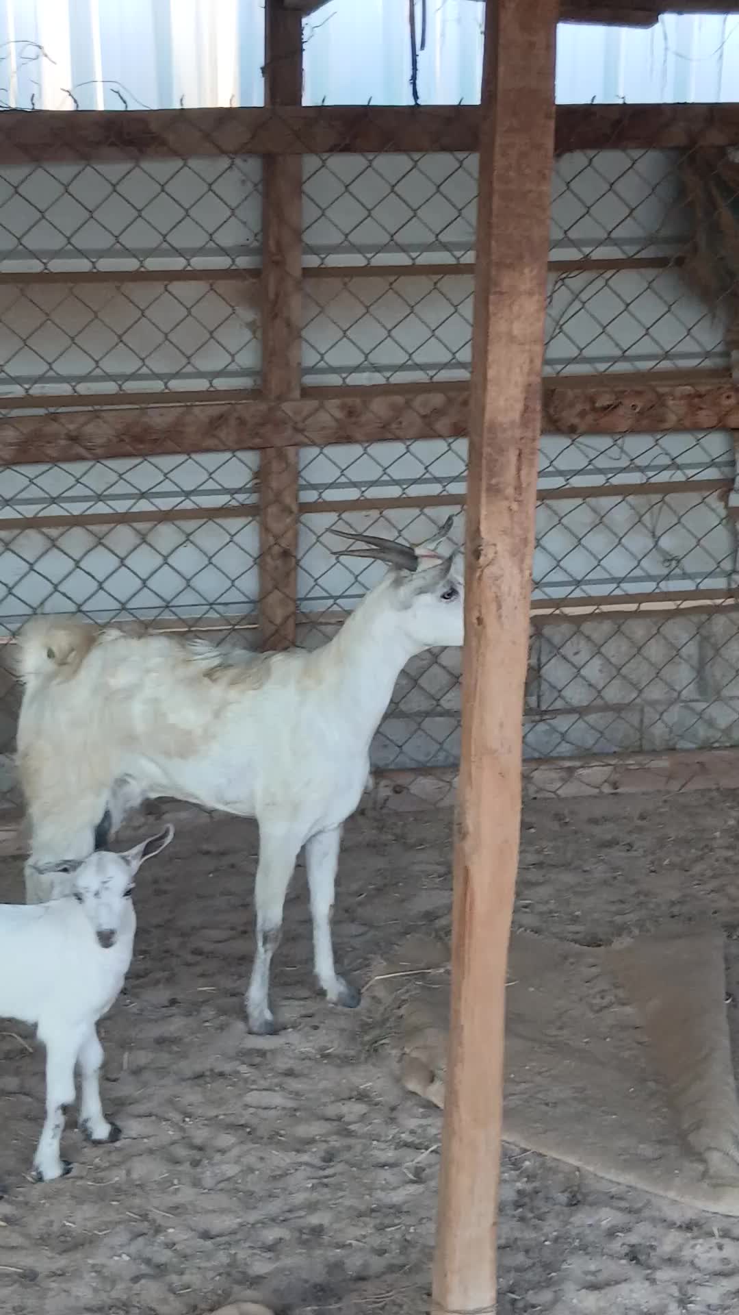 ماعز عمانيه تحتها تيس - 1
