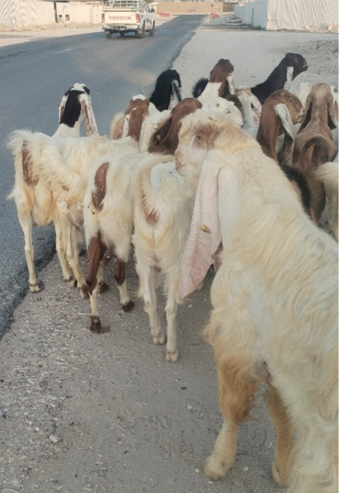 مطلوب معزه عوارض السعر بعد المعاي - 3
