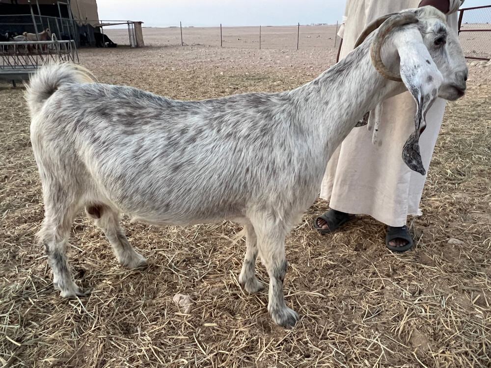 دفيع سونار - 1