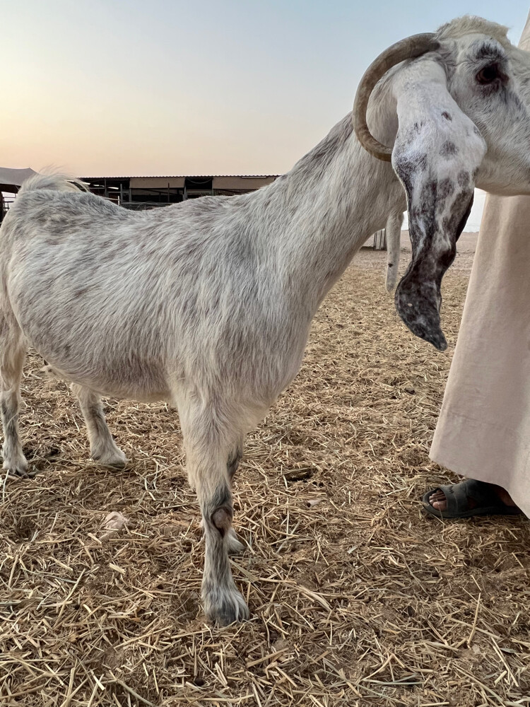 دفيع سونار - 5