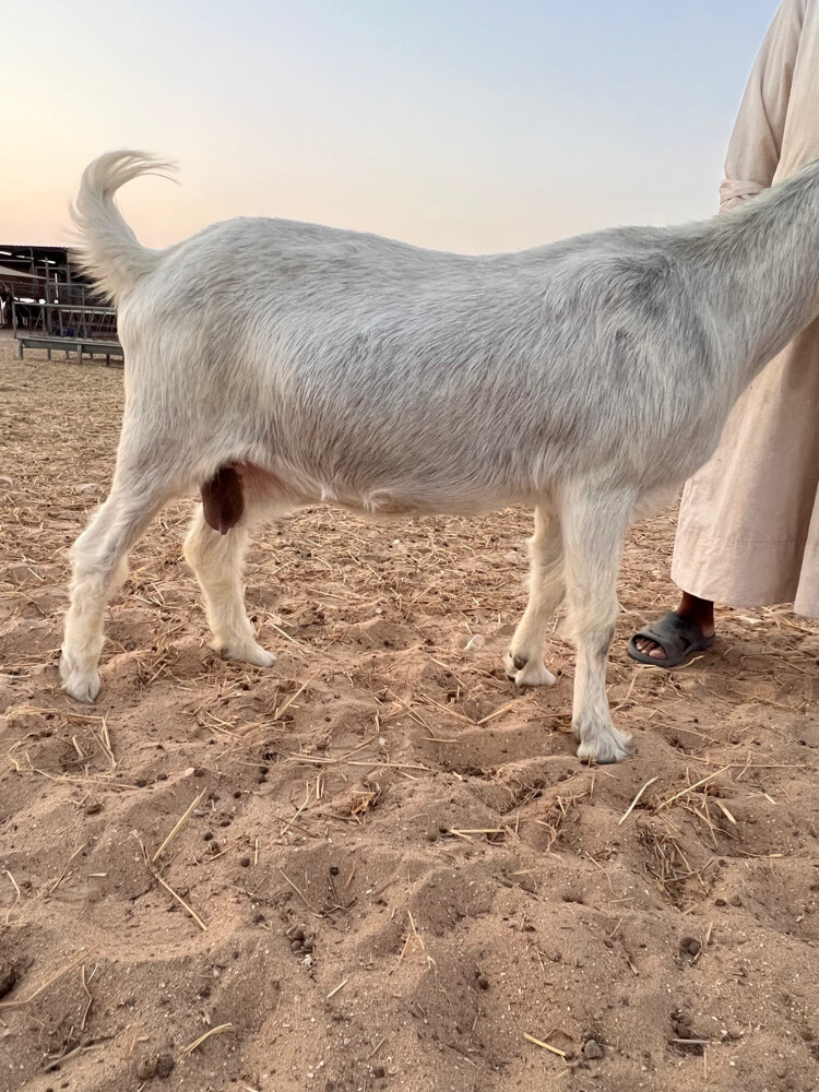 دفيع سونار - 4