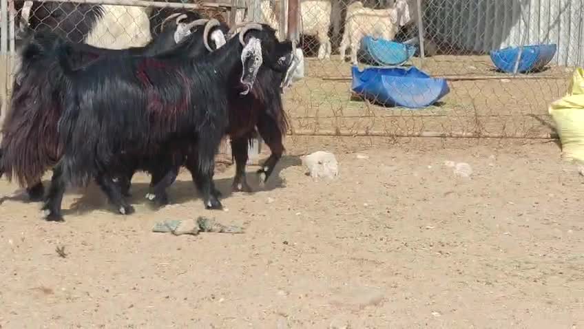 للبيع معزه عوارض طيبه دفيع واصل - 3