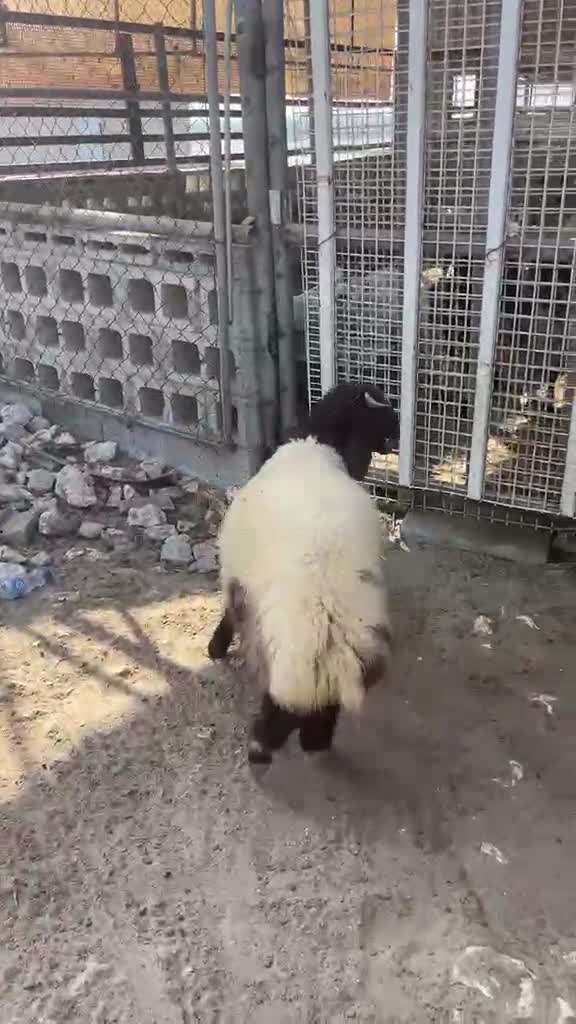 هرفي فل الفل  شعره وظهر وطرف  - 3