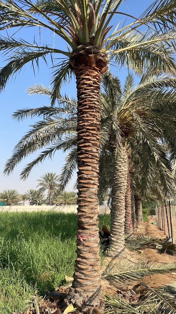 للبيع اجواد انواع الإخلاص - 8
