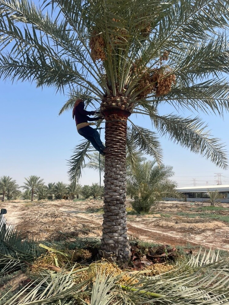 للبيع اجواد انواع الإخلاص - 3