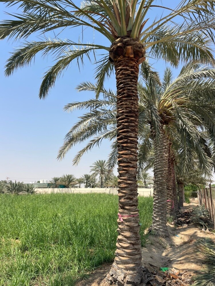 للبيع اجواد انواع الإخلاص - 10