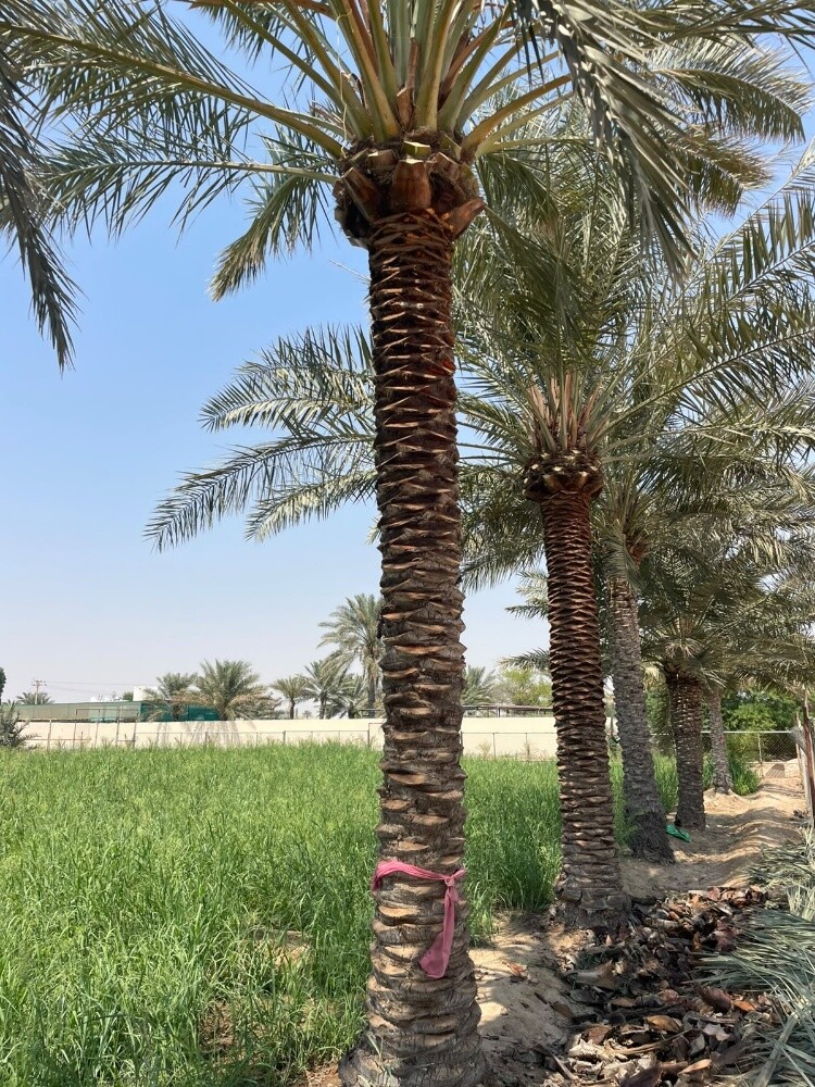 للبيع اجواد انواع الإخلاص - 7